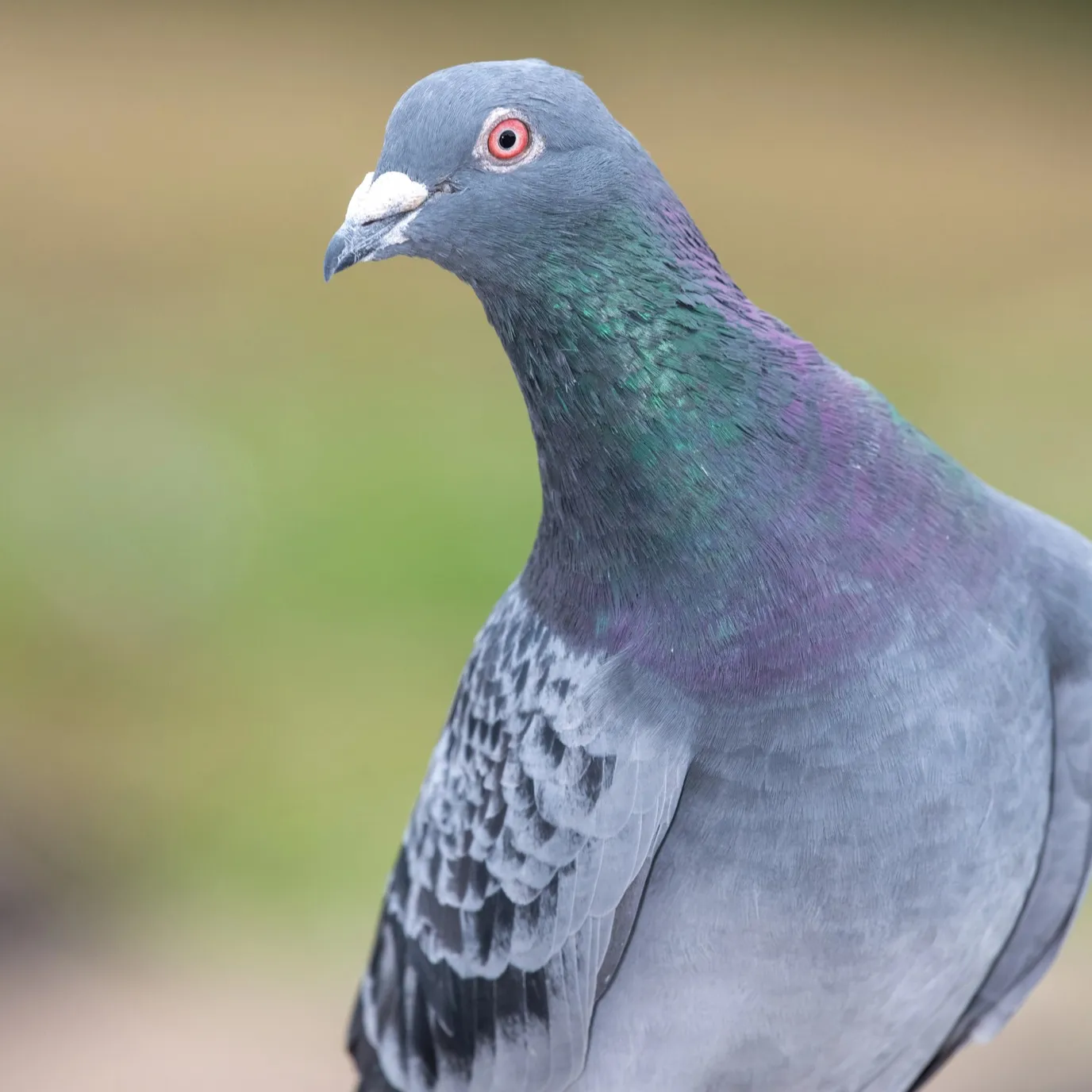 A close up of a gray pigeon with a white beak and iridescent green and purple neck feathers