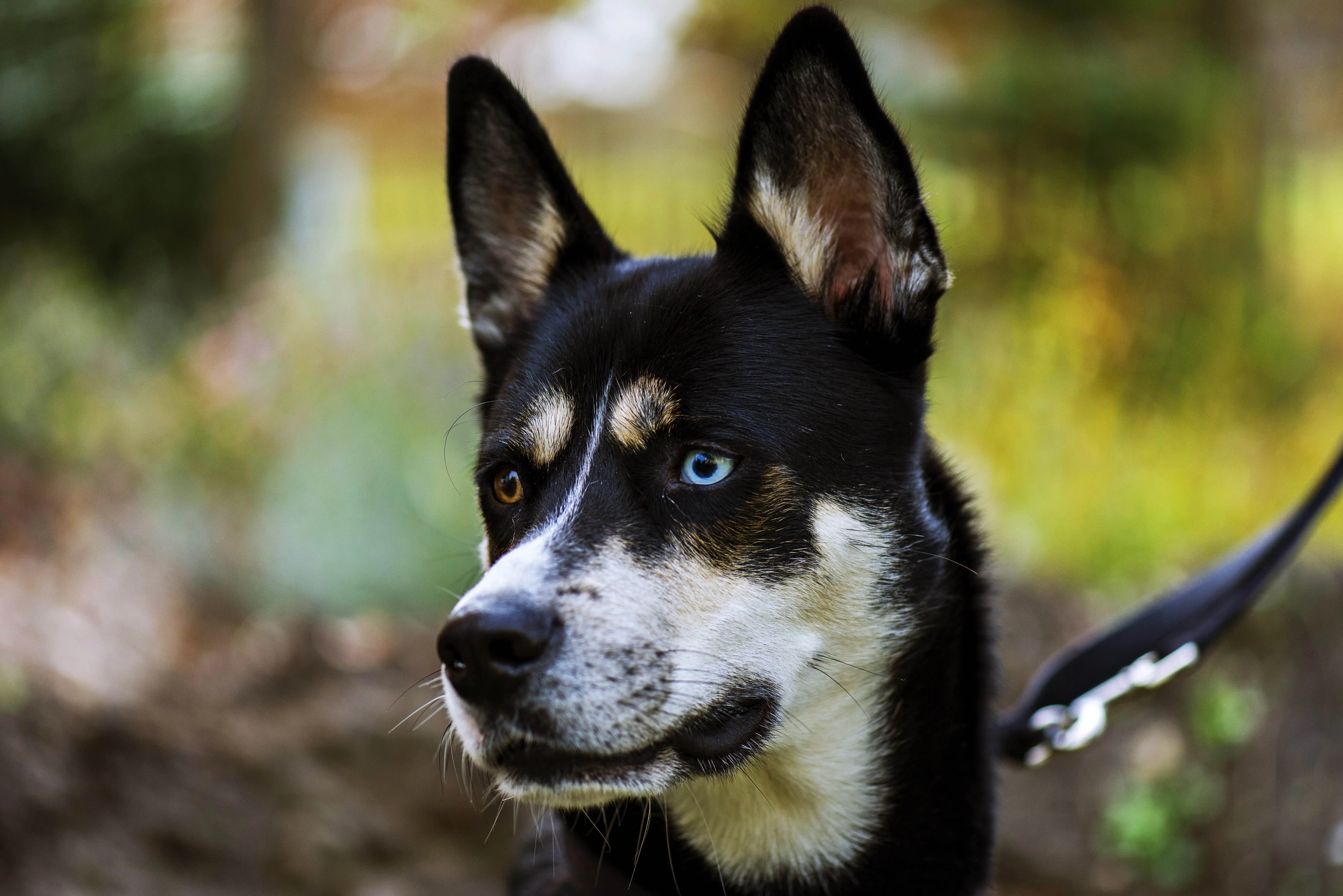 Black white and tan Lapponian Herder with erect ears and different colored eyes