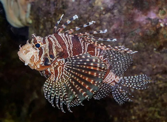 A Red Lionfish with striking red and white stripes and ornate fan like fins swims in a dark habitat