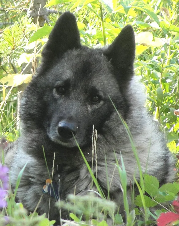 Gray and black Norwegian Elkhound with pointed ears rests among green foliage
