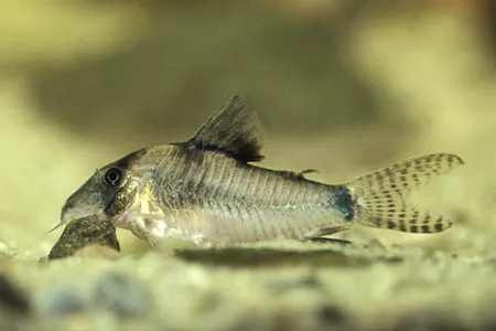 A Northern Longnose Corydoras catfish with distinctive markings forages on light brown substrate