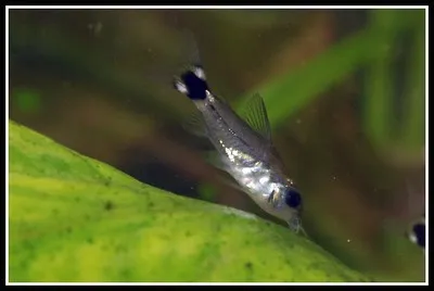 A small silver dwarf corydoras catfish swims near a green plant in an aquarium