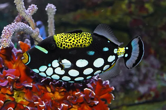 A beautiful Clown Triggerfish with black yellow and white markings swims near colorful coral