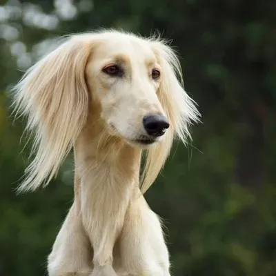 Cream colored Saluki with long feathered ears looking directly at the camera