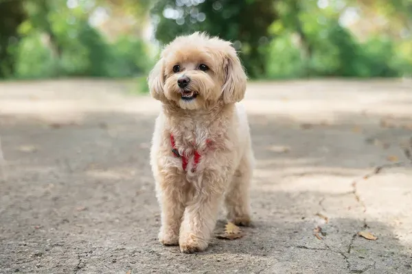 Light colored Maltipoo dog stands on a paved surface with trees behind