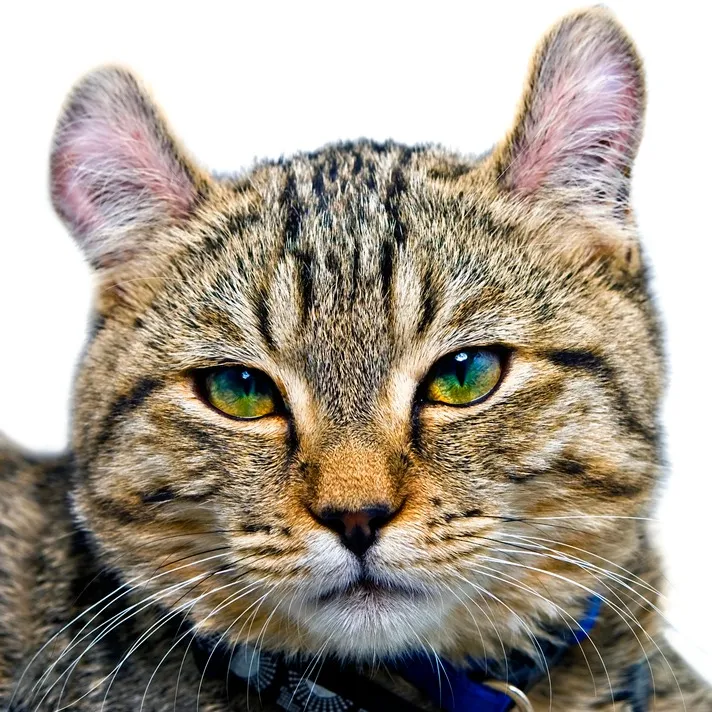 A close up of a Highlander cats face with curled ears and striking green eyes