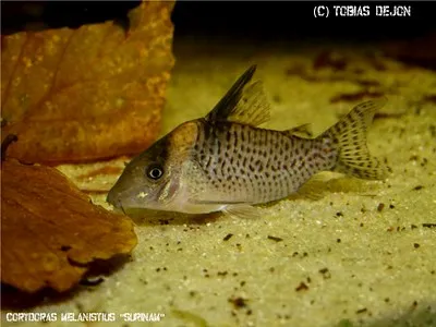 A black spot corydoras fish with a dark spot near its fin rests on light colored sand