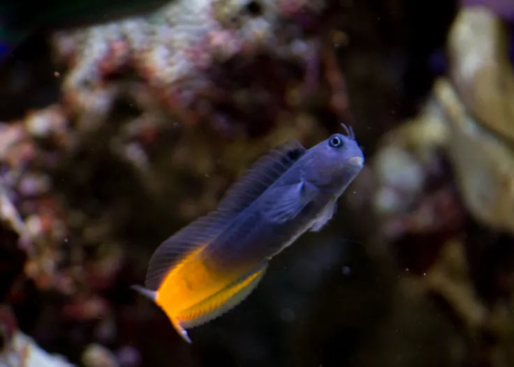 Bicolor Blenny