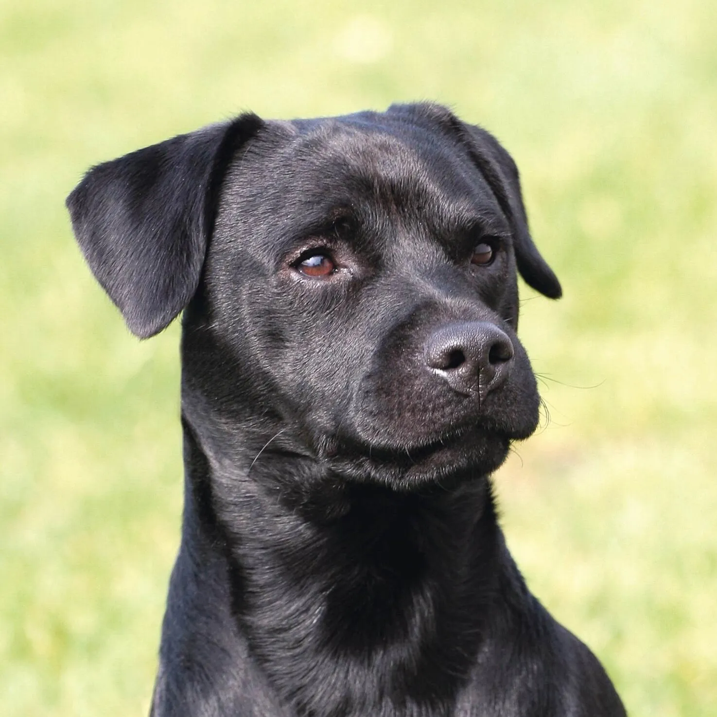 Close up of a black Patterdale Terrier with cropped ears against a blurred green background