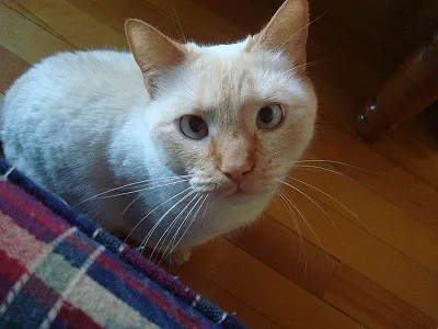 A cream point Colorpoint Shorthair cat with blue eyes looks directly at the camera from a low angle