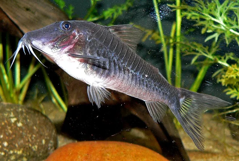 A dark Half Armored Corydoras with prominent barbels swims amidst green aquatic plants