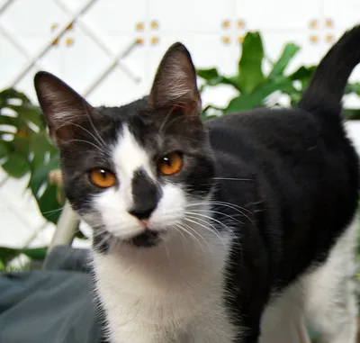 A black and white bicolor cat with striking orange eyes looks directly at the camera