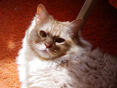 A fluffy light colored cat with darker points and striking eyes rests on a reddish surface