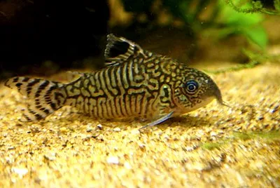 A patterned Reticulated Corydoras fish with a blue eye and whiskers resting on a sandy bottom