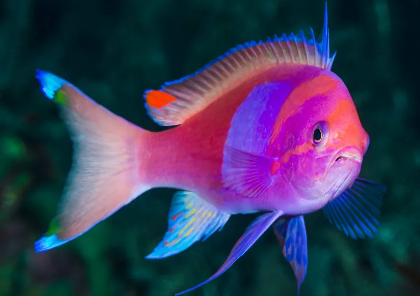 Bright Squareback Anthias with pink and purple body swimming against a dark underwater background