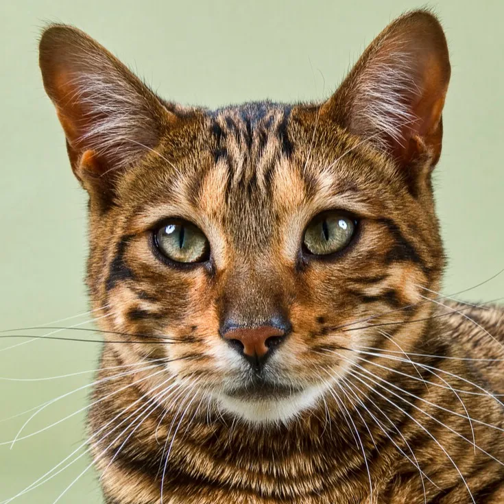 Close up of a Toyger cats face with striking black stripes on brown fur and piercing green eyes