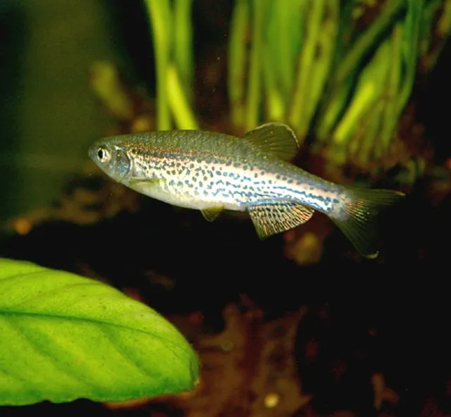 A slender leopard danio fish with subtle spots and stripes swims near a green leaf