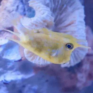 A yellow horned boxfish also known as a pineapple fish swims in clear blue water near white coral