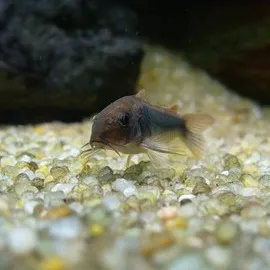 A small bronze and yellow dwarf corydoras catfish rests on light colored aquarium gravel