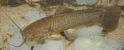 A brown cascarudo fish with prominent barbels and striped body rests on a light substrate