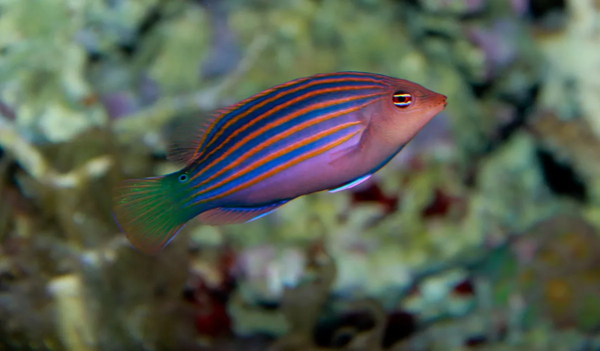 A Six Line Wrasse with purple blue and orange stripes and a green tail fin swims