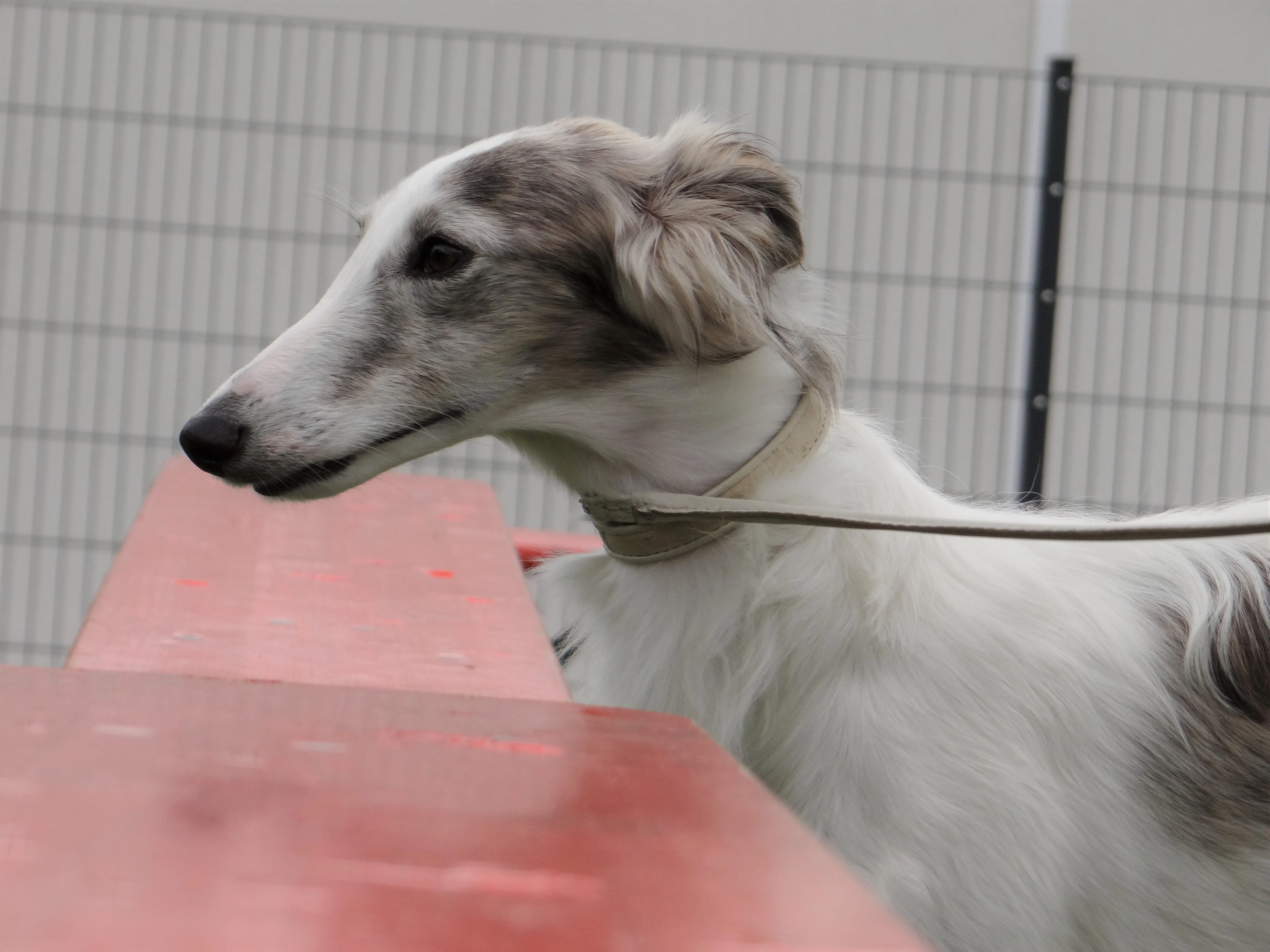 Elegant white and gray Silken Windhound with long snout in profile looking left