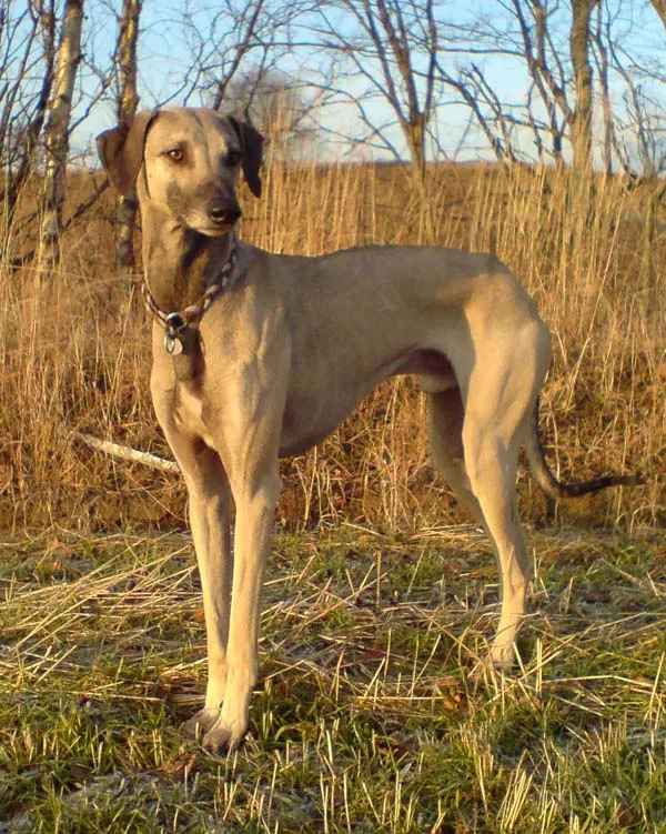 Tan Sloughi with dark muzzle and floppy ears stands on grassy ground looking left