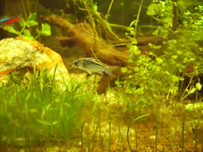 An elegant corydoras catfish swims in a densely planted aquarium with driftwood and rocks