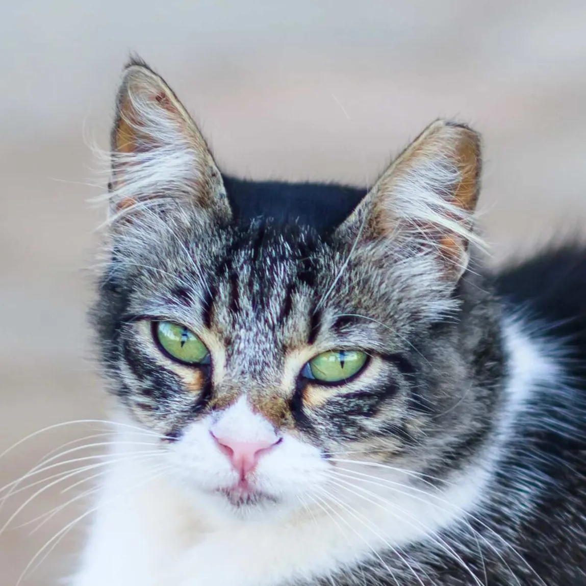 Closeup of a grey and white Cyprus cat with intense green eyes and a pink nose Cyprus cat face