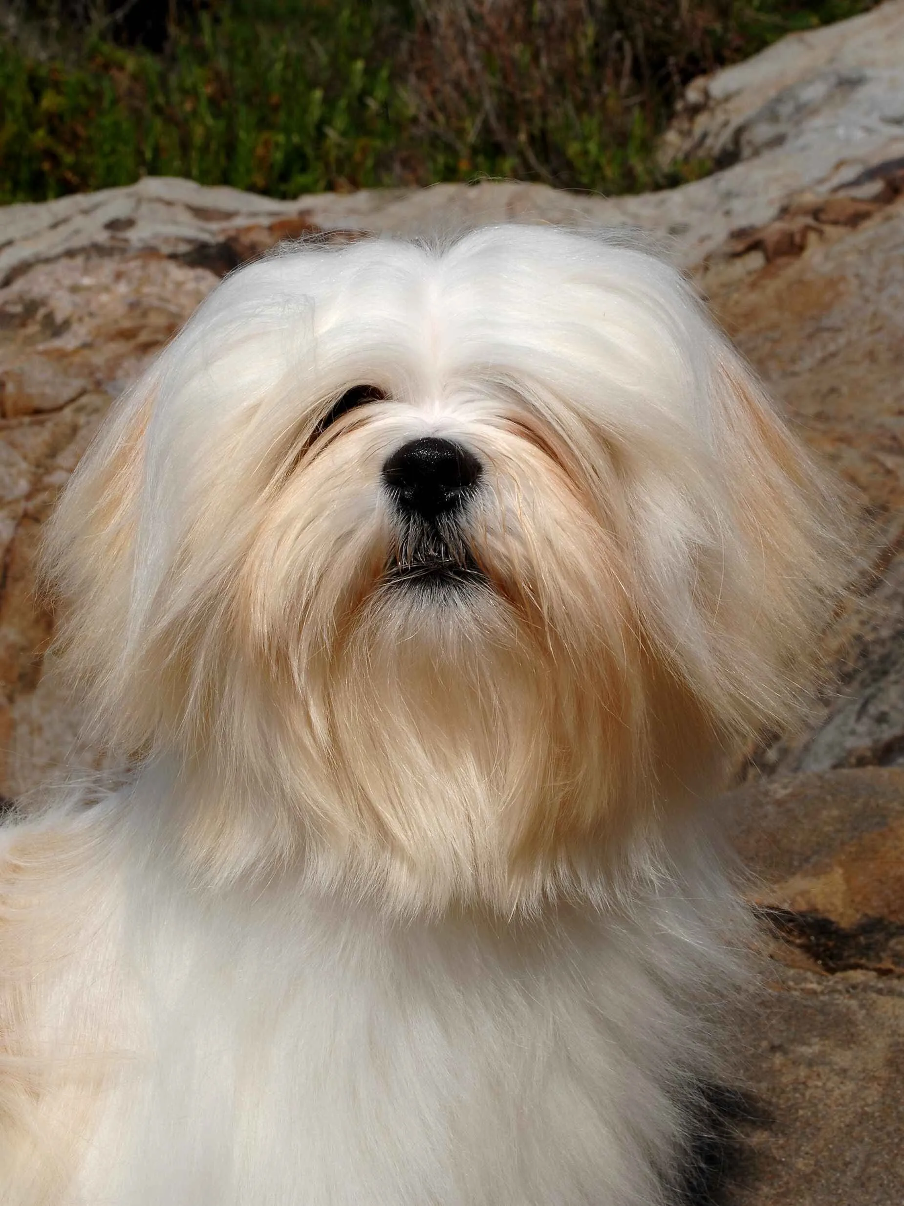 White Lhasa Apso dog with long fur against a rocky background
