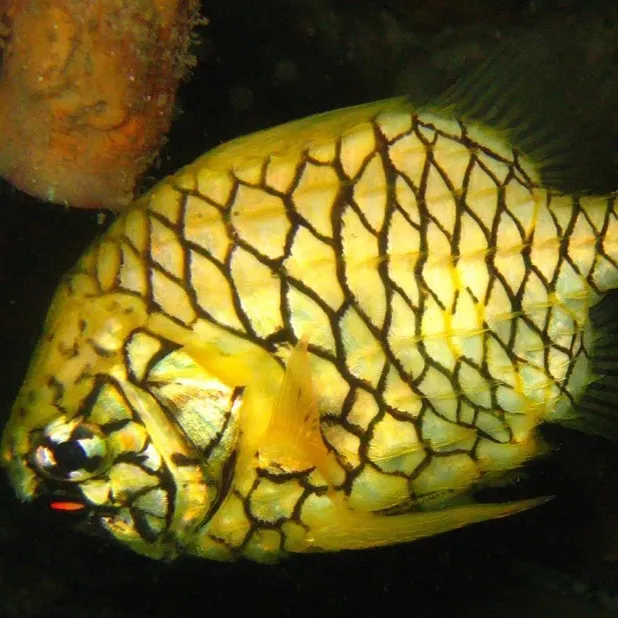A yellow pineapple fish with distinctive black scales and a bright red spot near its eye