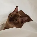 A brown cat with lighter facial markings and expressive amber eyes peeks