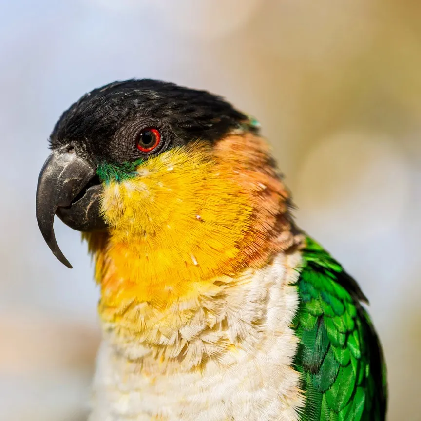 A black headed caique with black green orange and yellow feathers and a red eye looks left