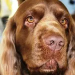 A close up of a brown Sussex Spaniels face looking slightly upward
