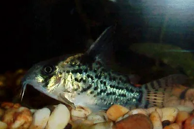 A Blackfin Corydoras with dark spots and stripes rests on light colored gravel