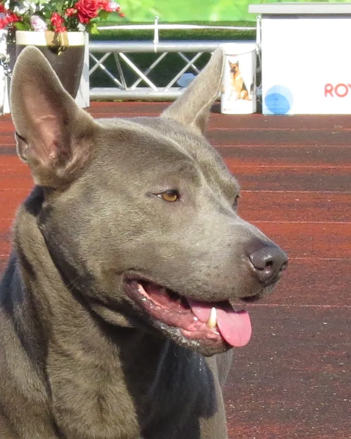 A close up of a gray Thai Ridgeback dog with erect ears and a visible ridge along its back