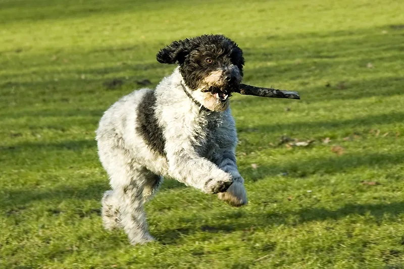 A black and white Spanish Water Dog with curly fur runs across green grass carrying