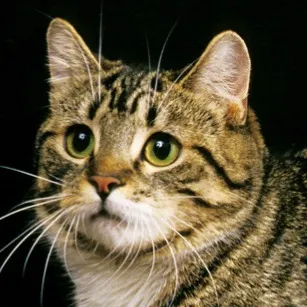 A close up of a brown tabby cats face with wide green eyes and a thoughtful expression