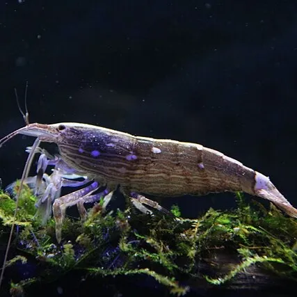 A detailed shot of a brown bamboo shrimp with faint purple markings resting on green aquatic moss