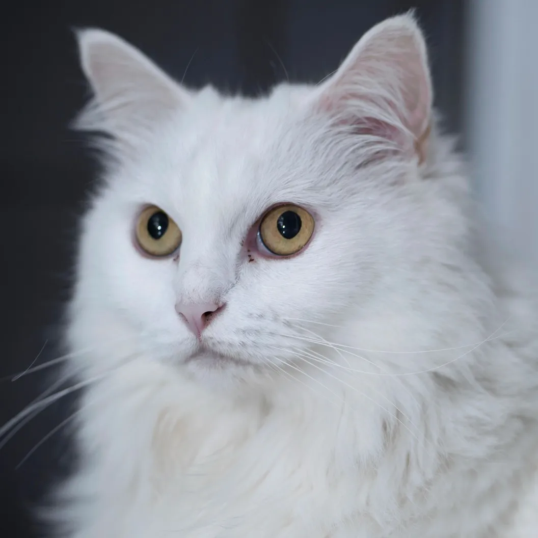 Close up of a fluffy white cat likely a Turkish Angora with striking amber eyes