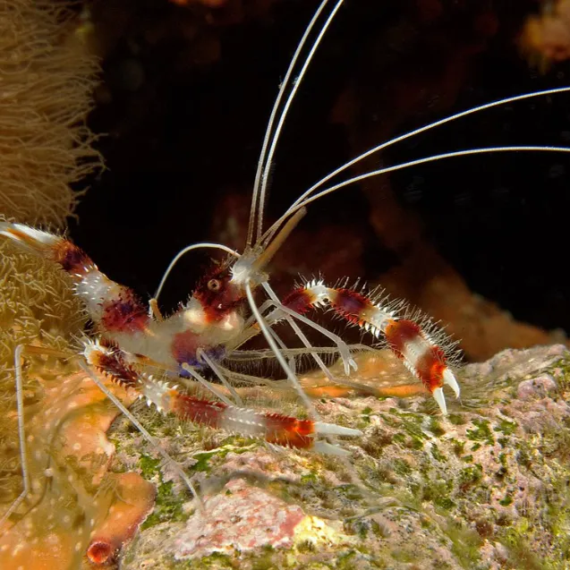 Coral banded shrimp with a white body orange bands and red antennae
