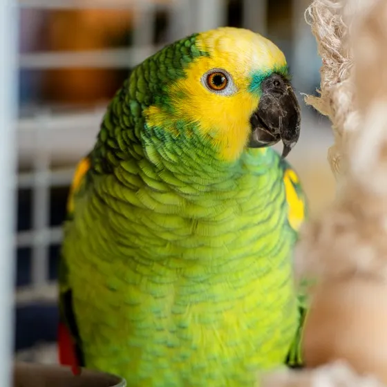 A close up of an Amazon Parrot with yellow head green body and black beak