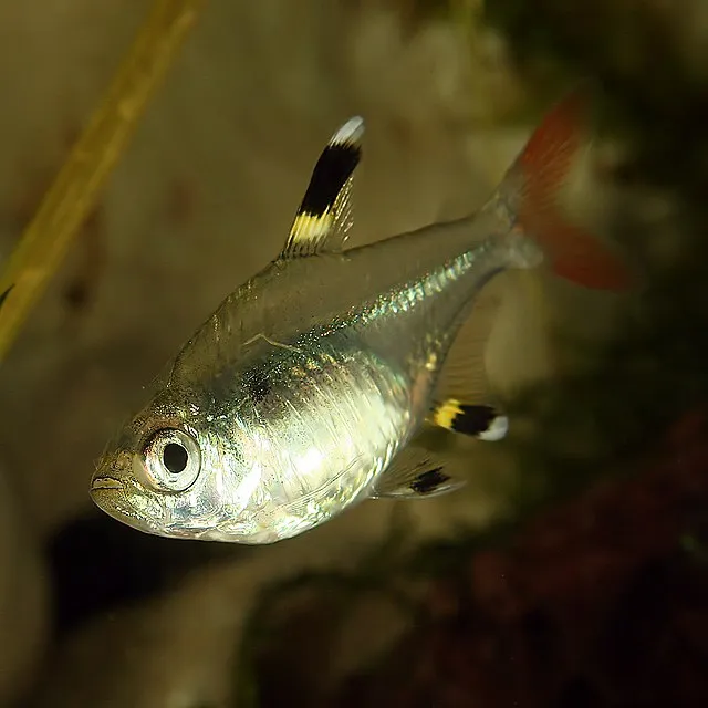 A shimmering X Ray Tetra with a transparent body and a vibrant red tail fin