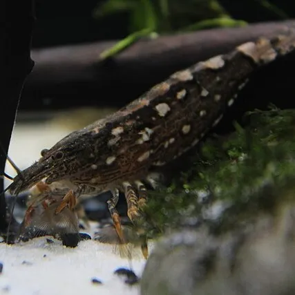 A detailed image of a brown bamboo shrimp with white spots resting on green moss in an aquarium