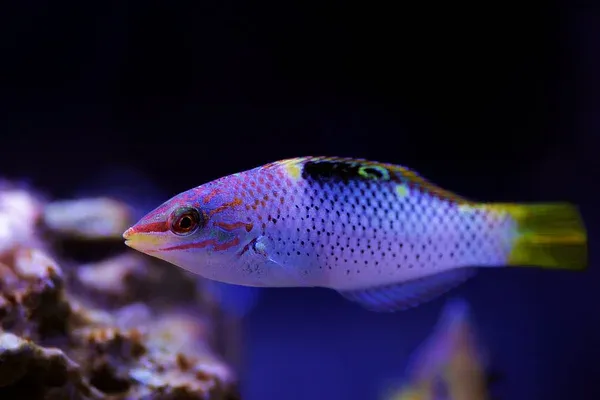 A detailed close up of a colorful Marble Hortulanus Wrasse with a yellow tail in a reef tank