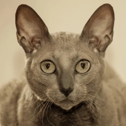 Close up of a gray Devon Rex cat with large ears and expressive light eyes