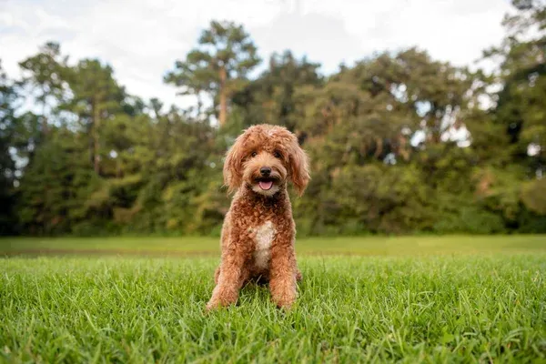 Small brown fluffy Goldendoodle dog sits on green grass looking forward and trees in the distance
