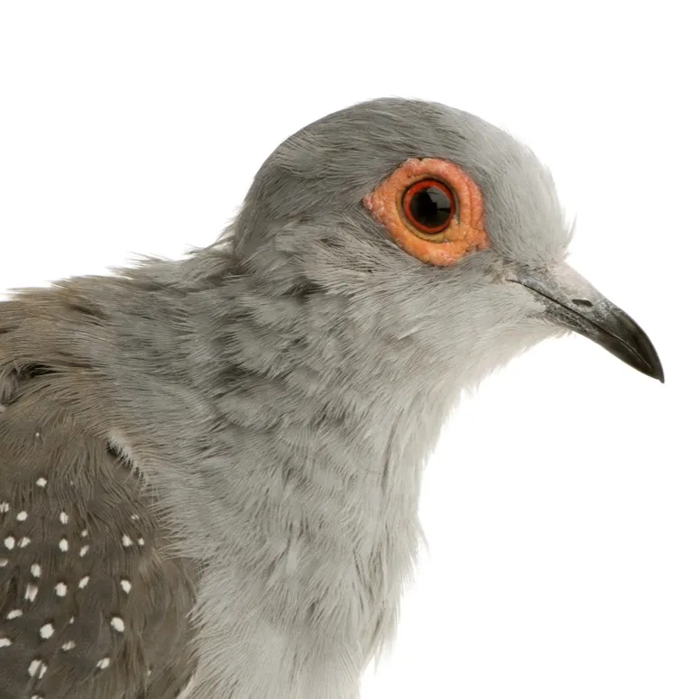 A grey diamond dove with an orange eye ring and dark beak looks to the right