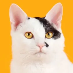 A white cat with black patches on its head and golden eyes looks directly