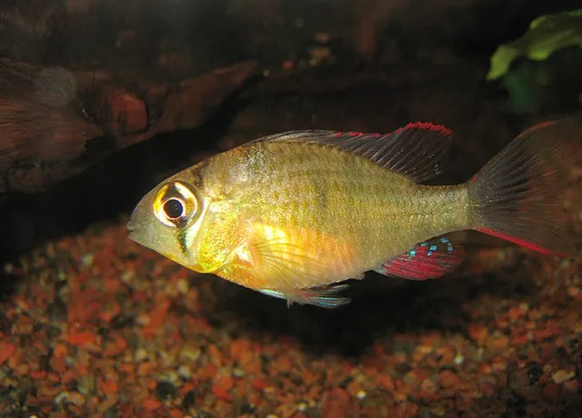 A golden bodied Bolivian Ram fish with striking red and blue fins swims in an aquarium